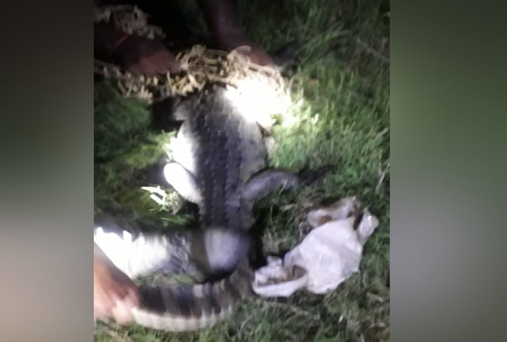 Crocodile Enter In House at Midnight in sitarganj, See photos
