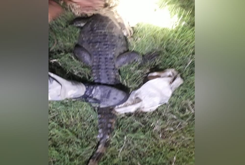 Crocodile Enter In House at Midnight in sitarganj, See photos