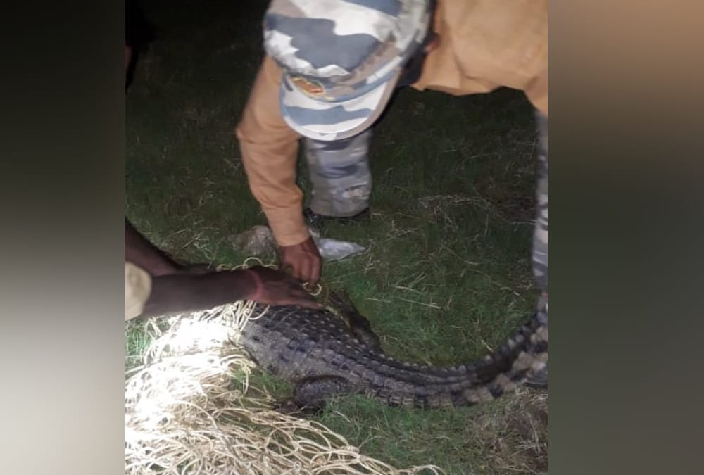 Crocodile Enter In House at Midnight in sitarganj, See photos