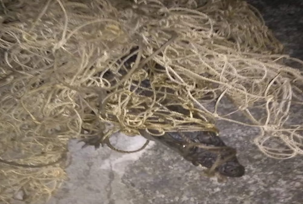 Crocodile Enter In House at Midnight in sitarganj, See photos