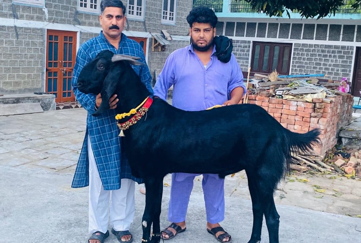 Himachal News: 136 kg Goat costing 66 thousand rupee in ghumarwin bilaspur himachal pradesh