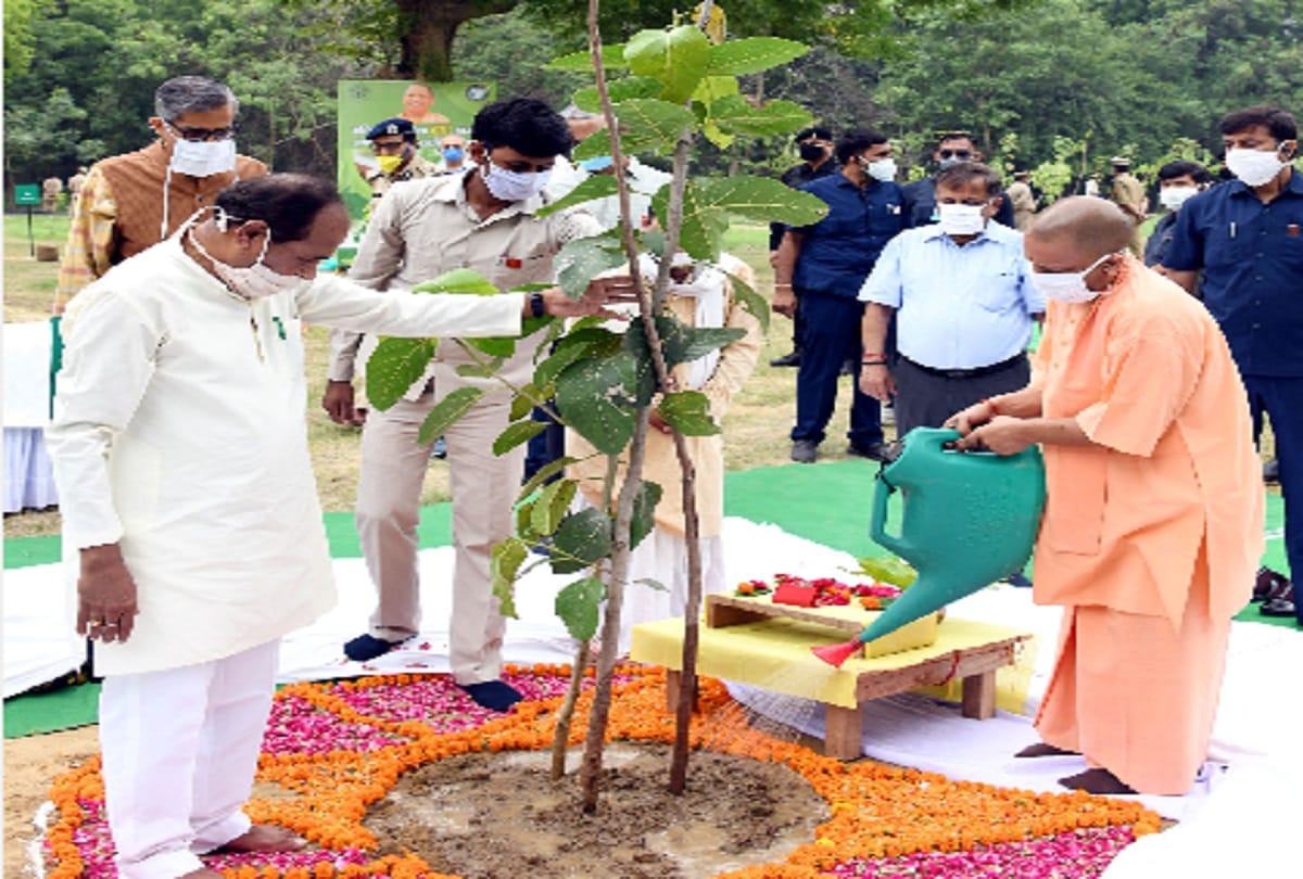 Record 25.87 crore saplings planted in a day in UP