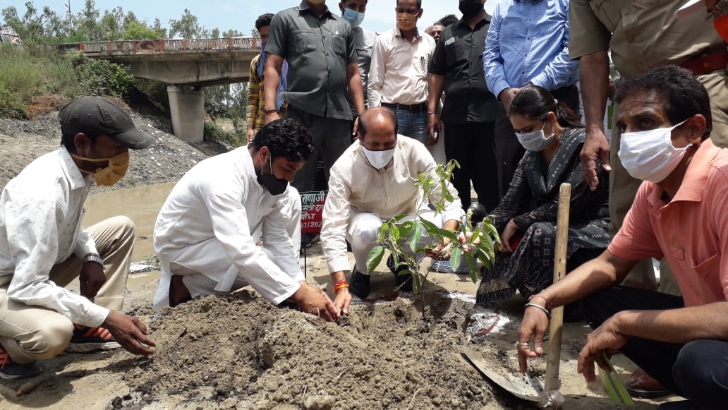 Sugarcane Minister Suresh Rana planted saplings
