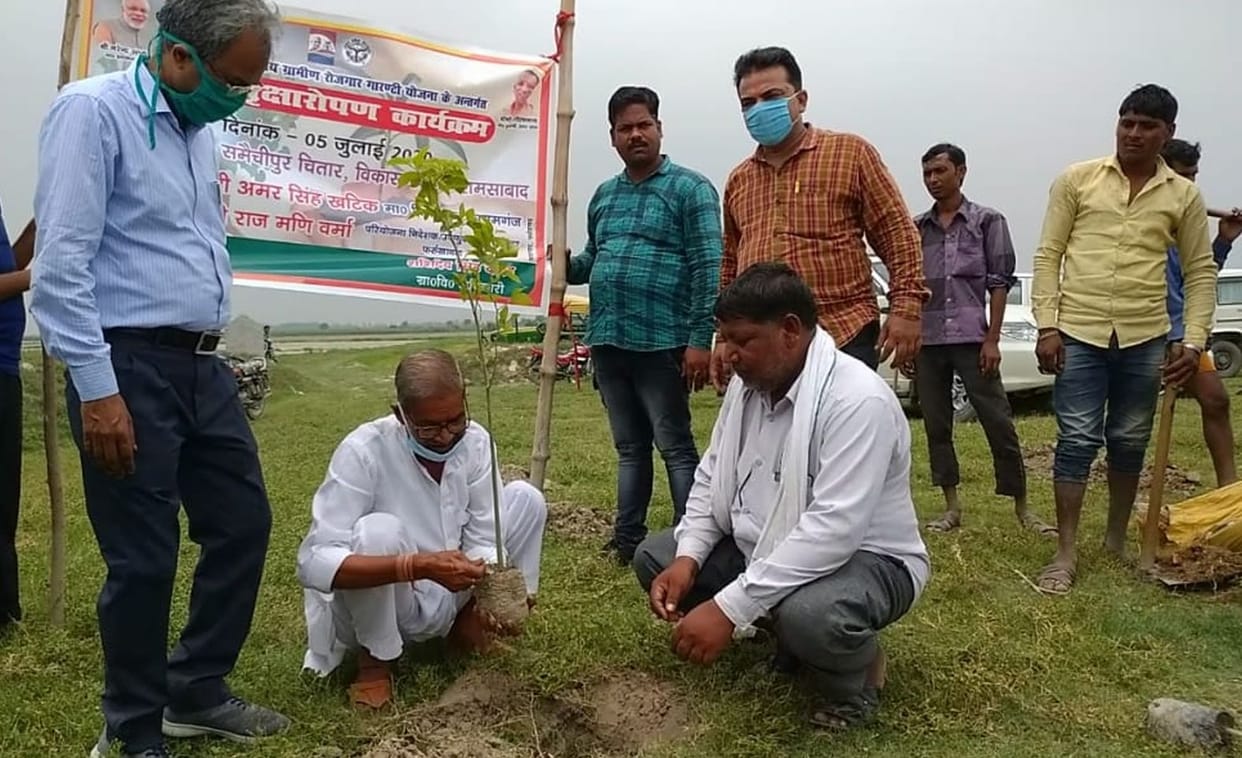 paudh ropan
