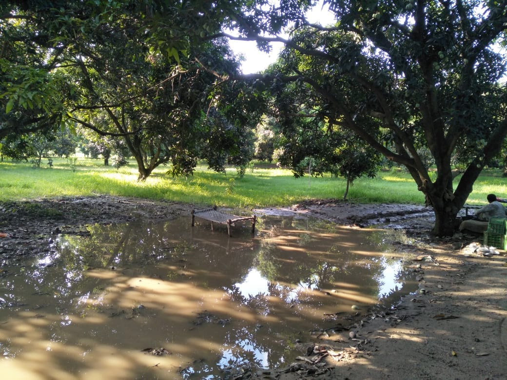 Mango losses due to storm, paddy benefits from rain