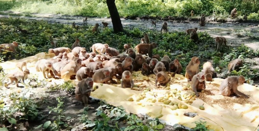 Monkeys fed gram, banana on death anniversary