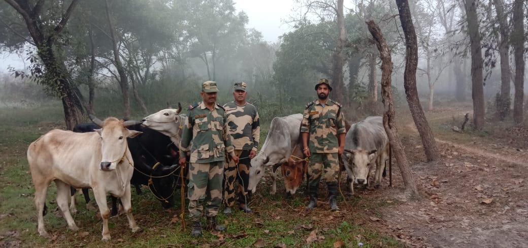 BSF will stop cattle smuggling at Bangladesh border during eid ul adha 2020