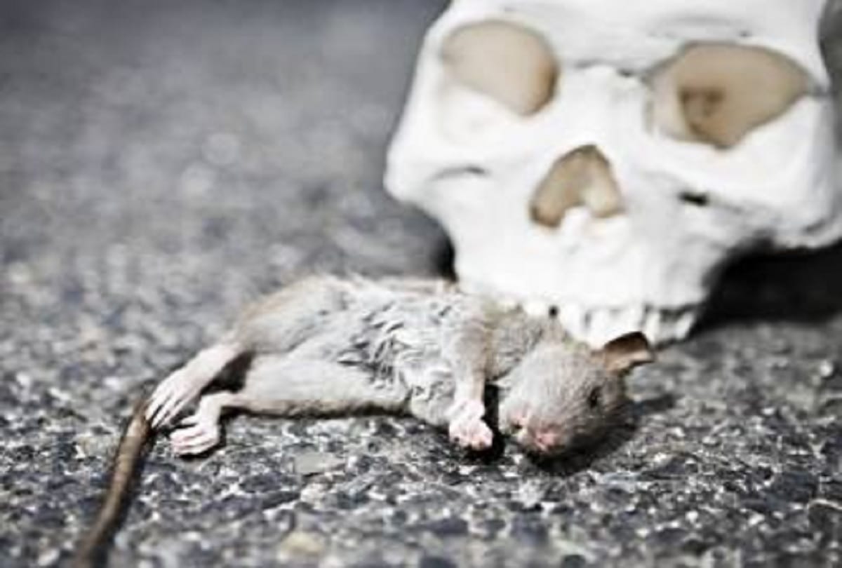 Bubonic Plague News: What is Bubonic plague also known as black death reported in China, All You Need to Know