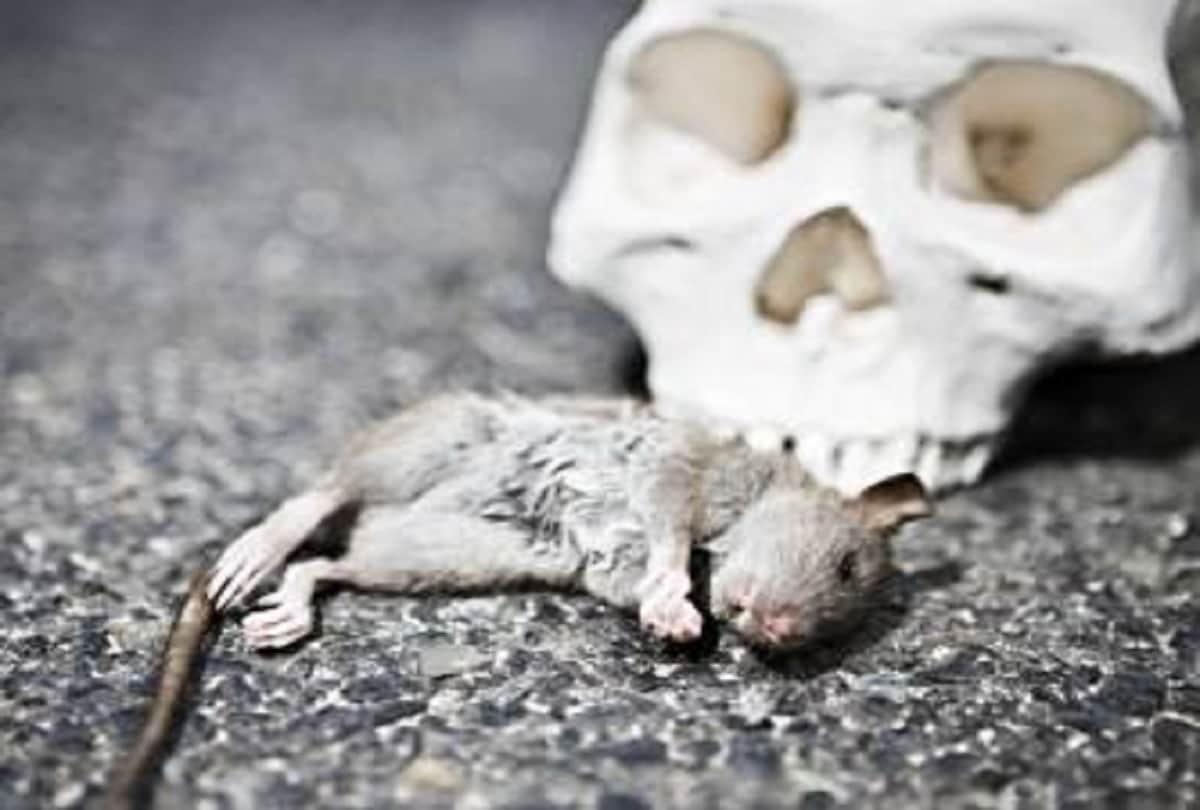 bubonic plague also known as black death cases reported in china knoow the symptoms and treatment