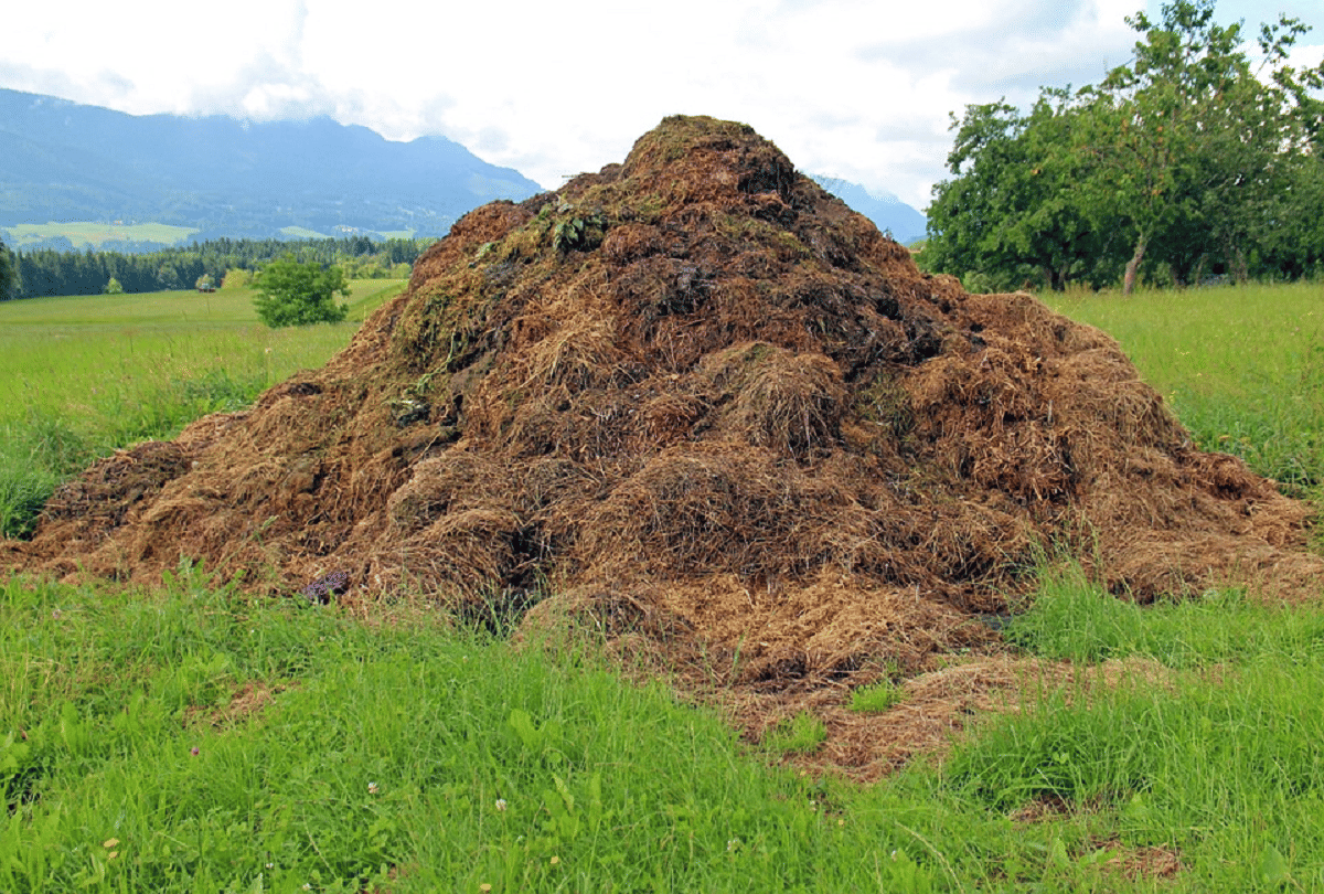 chhattisgarh government bhupesh baghel buy cow dung at 1.5 rupees per kg