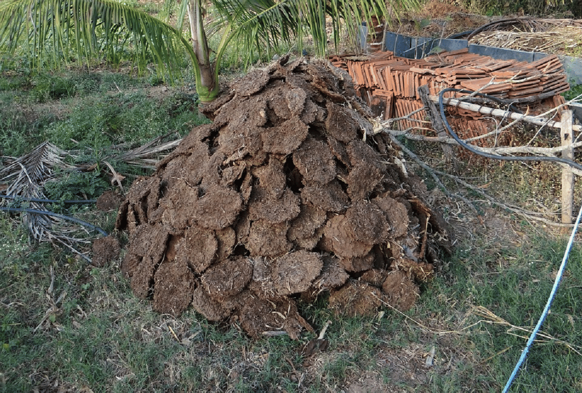chhattisgarh government bhupesh baghel buy cow dung at 1.5 rupees per kg