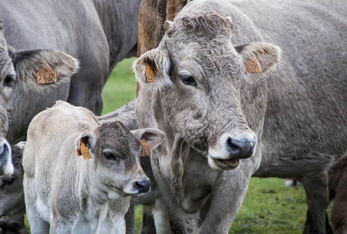 Central Animal Husbandry Department india organising a test types of cows in india knowledge information about cow in hindi