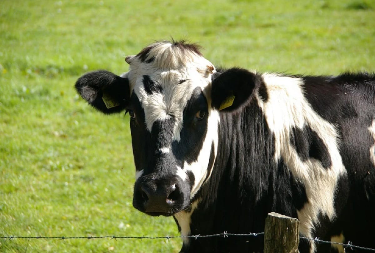 India first cow centre of excellence in Una himachal pradesh denmark will give 200 cows