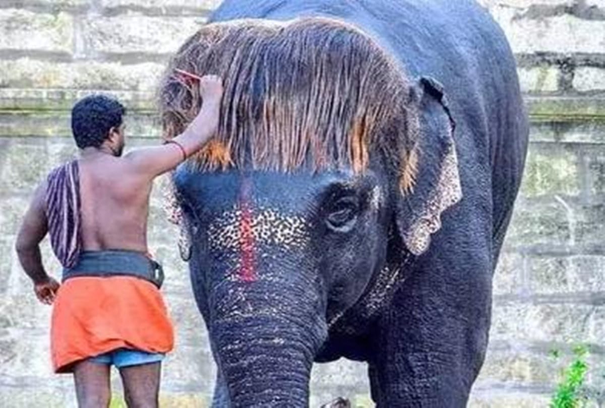This Sengamalam elephant of Tamil Nadu, with bob cut hair, went viral on social media