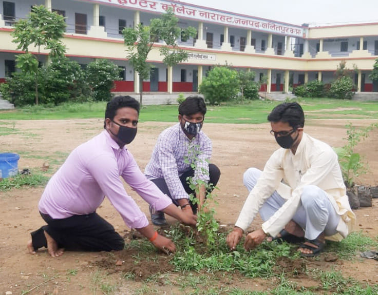 mango neem plantation