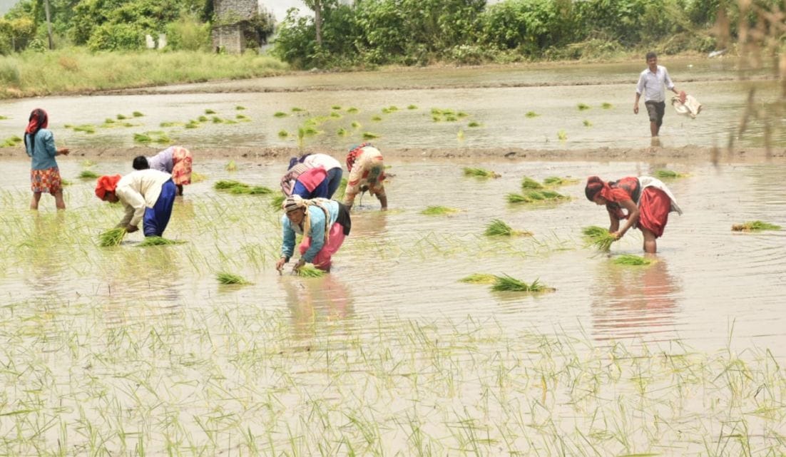 Waterfall in monsoon rains in Terai, farmers face blossomed