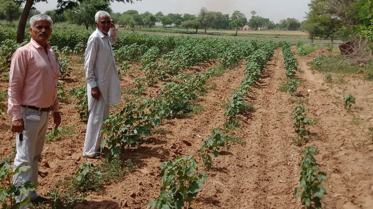 Locust issue in village of Bahal.