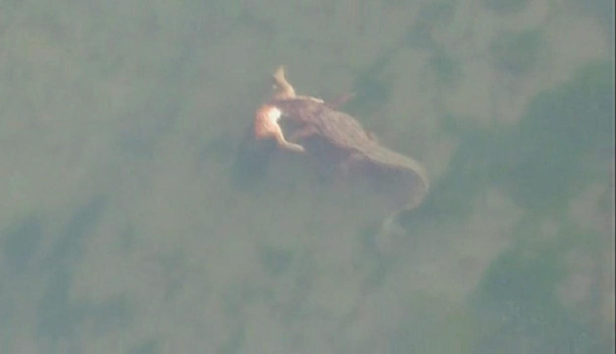 Crocodile dragged Chital into deep water