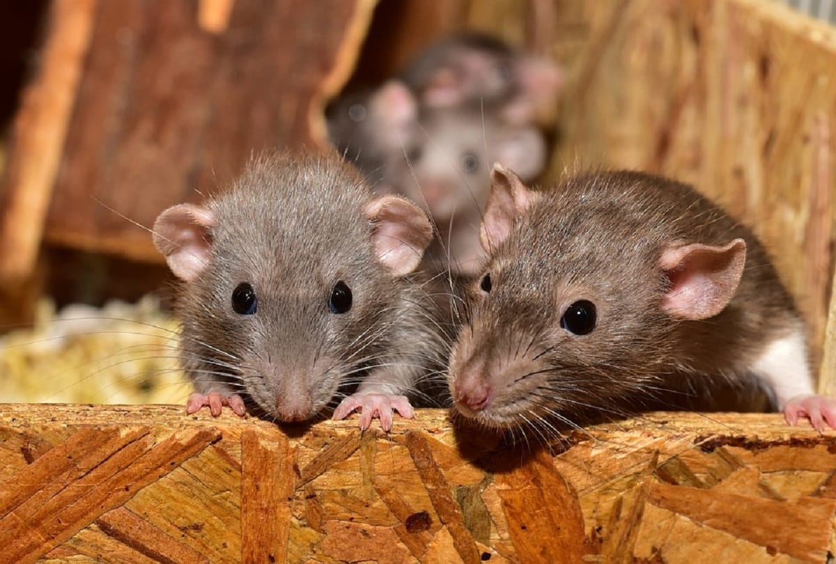 Rats have changed their habitat from the railway platform
