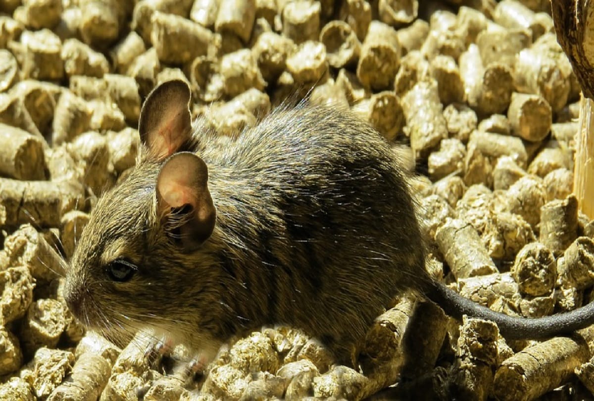 Rats have changed their habitat from the railway platform