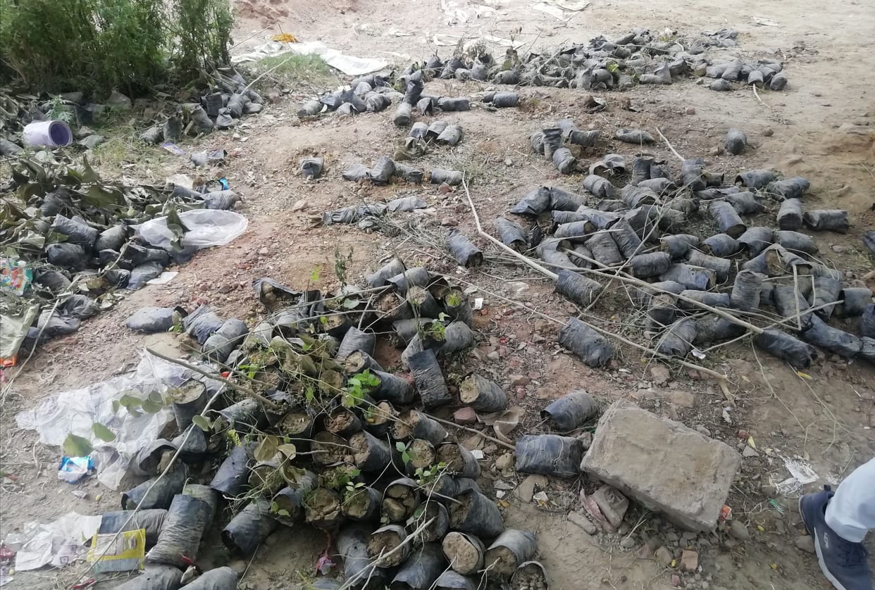 Negligence: Plants found on the roadside