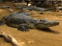 Crocodile iter in keshavpura village