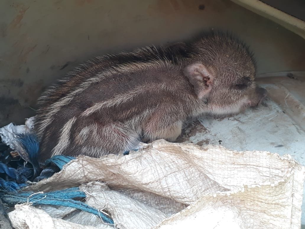 Newborn wild boar found in injured state