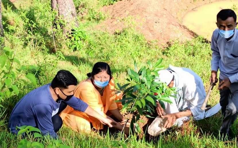 plantation in bageshwar