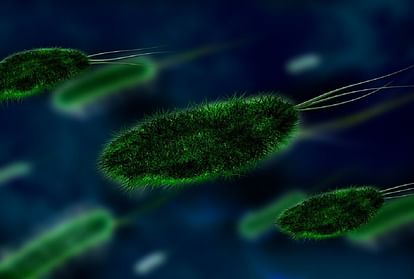 brucellosis bacterial disease that has infected thousands of people in China know everything about this