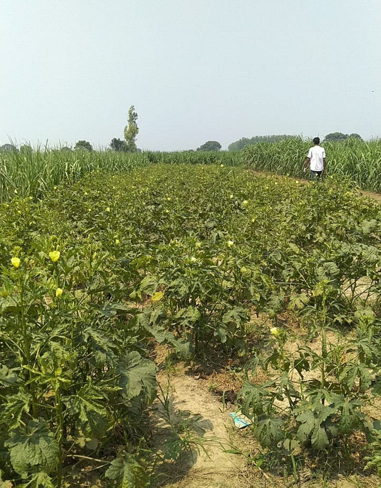 Balian is promoting organic sugarcane cultivation