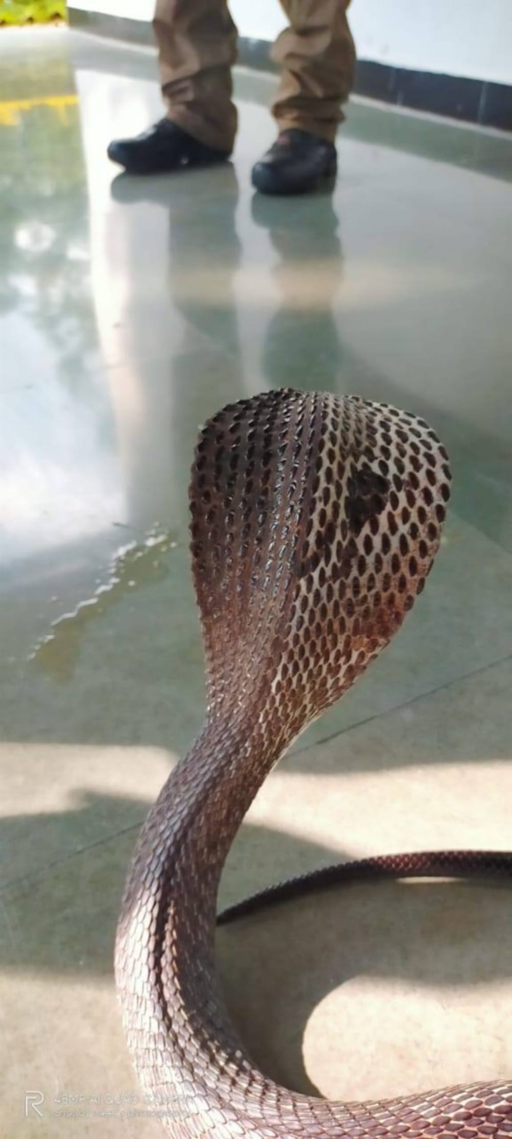 uttarakhand news: in haridwar 800 snake resecued from many houses in 90 days