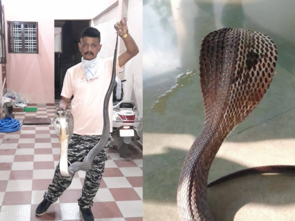 first time partial cobra seen in dehradun, photos