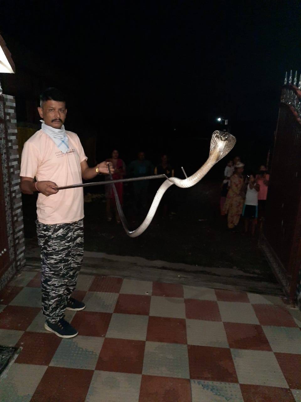 first time partial cobra seen in dehradun, photos