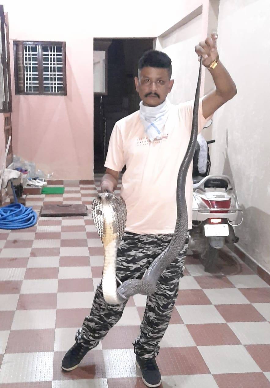 first time partial cobra seen in dehradun, photos