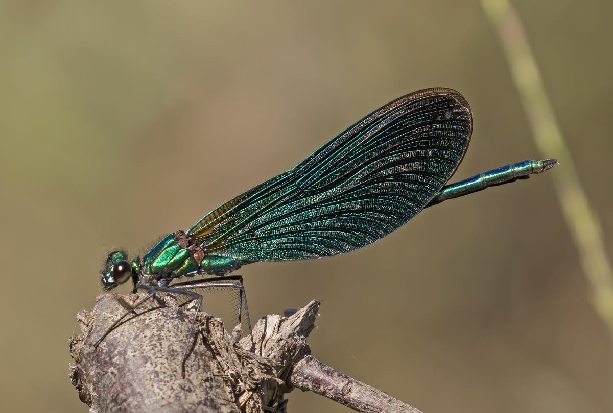 The species of Damjalfly reached the verge of extinction near the Satara dam