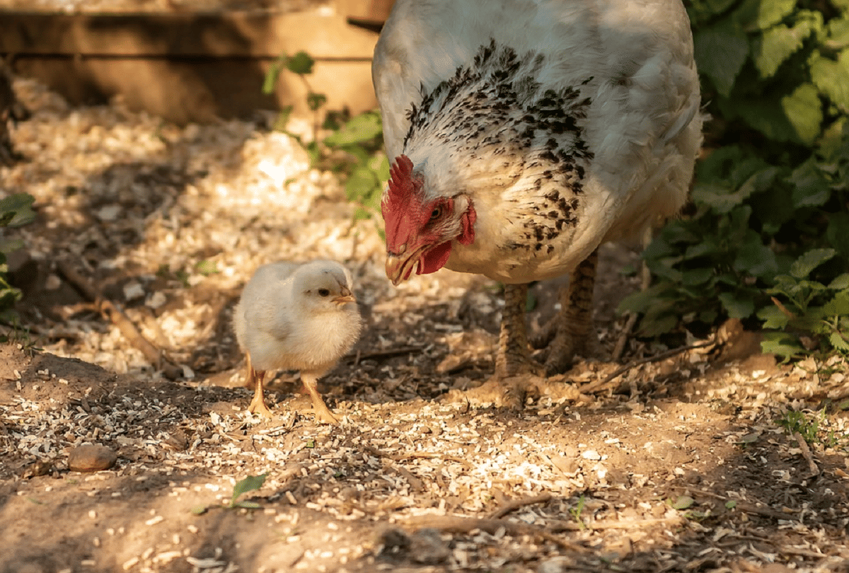 when hen gives birth to chick without egg
