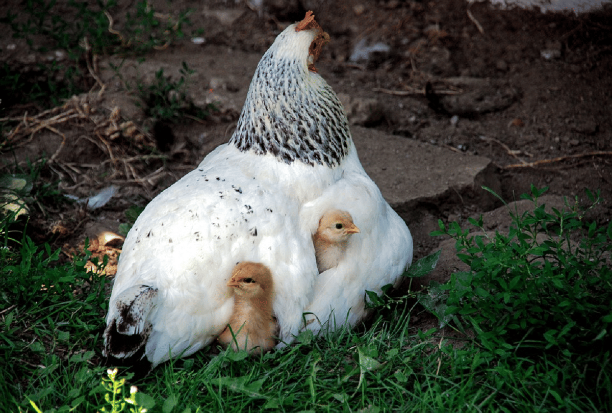when hen gives birth to chick without egg
