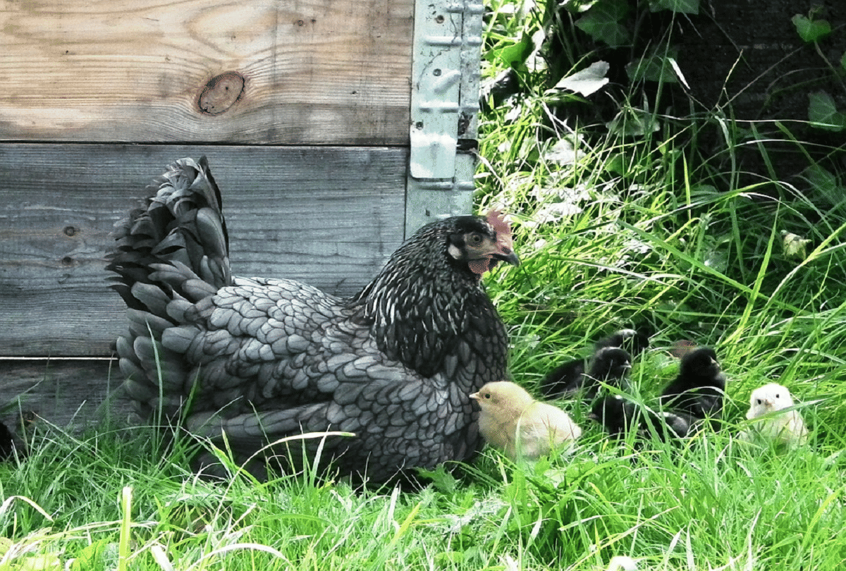 when hen gives birth to chick without egg