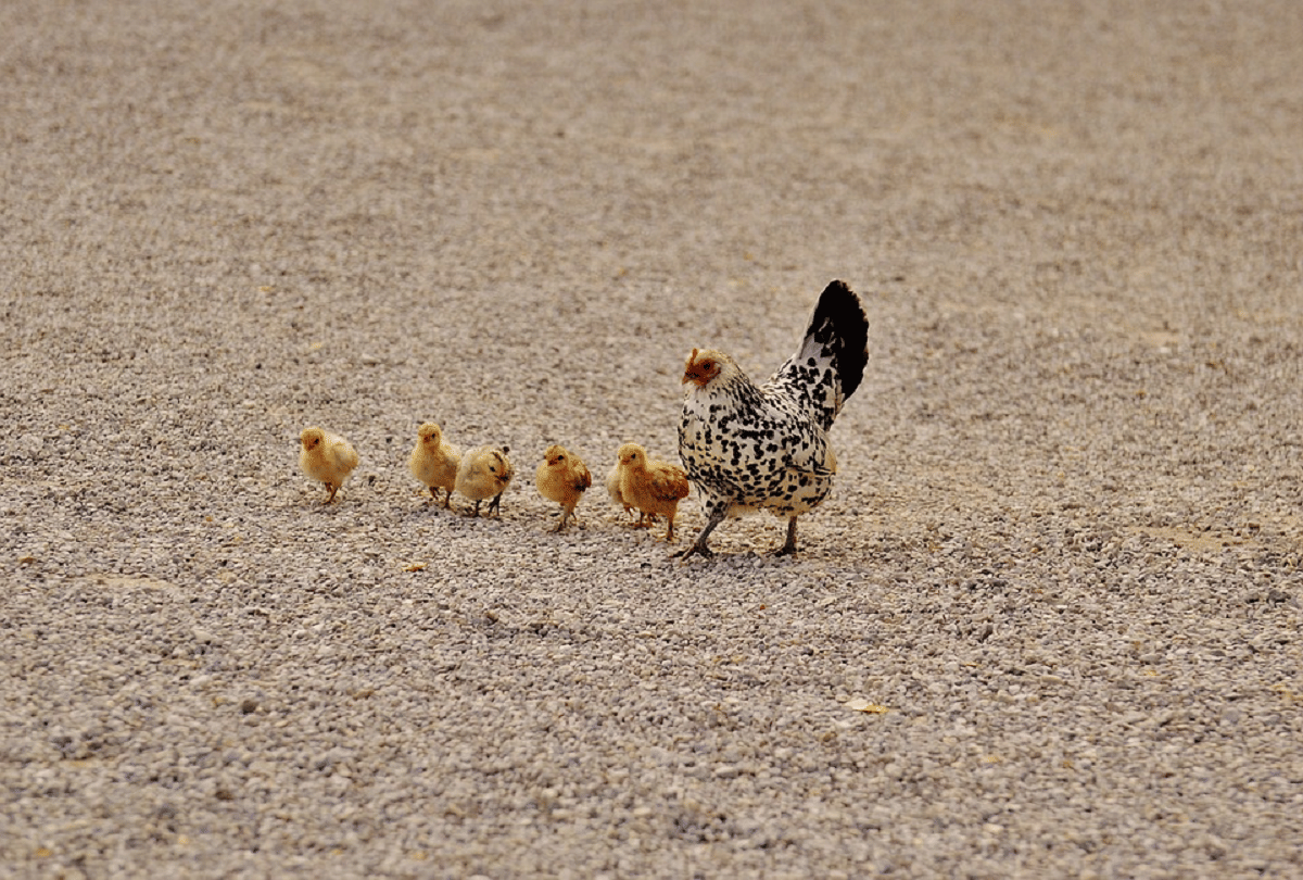 when hen gives birth to chick without egg