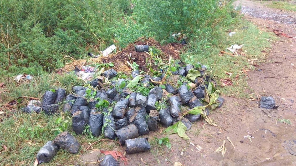How will greenery spread, plants thrown on the road