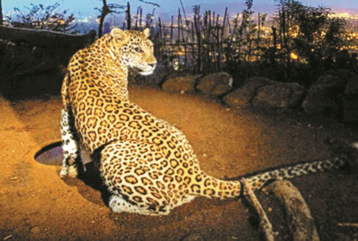 Leopard Killed Seven year old Girl In tehri