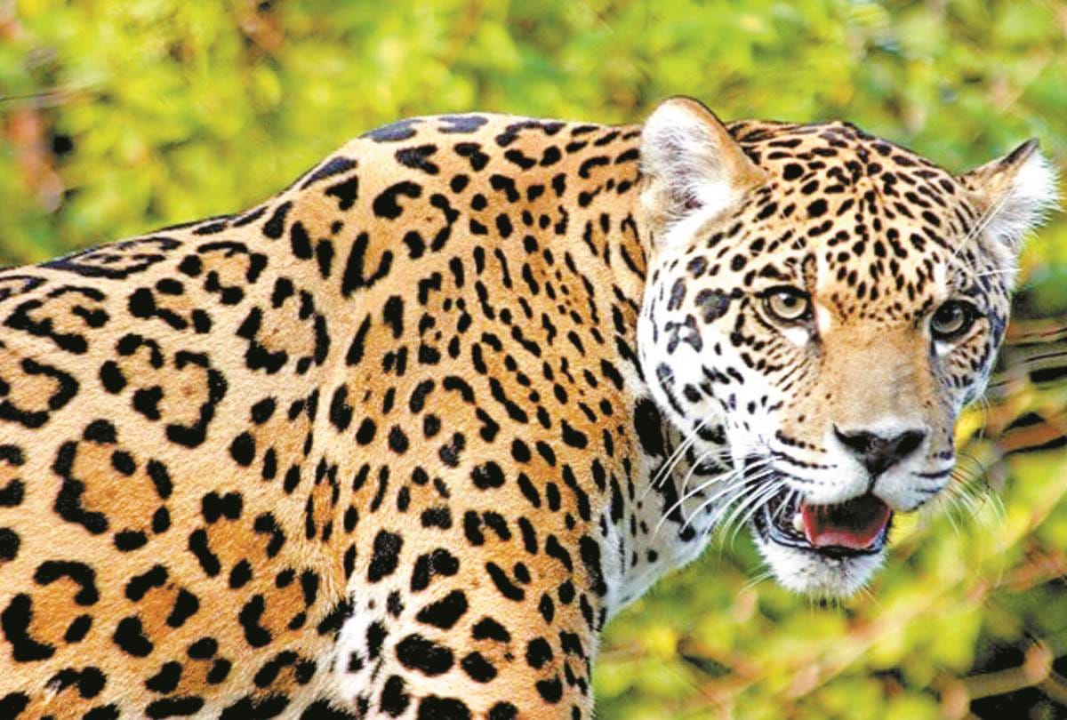this is why leopards are coming in public places in uttar pradesh