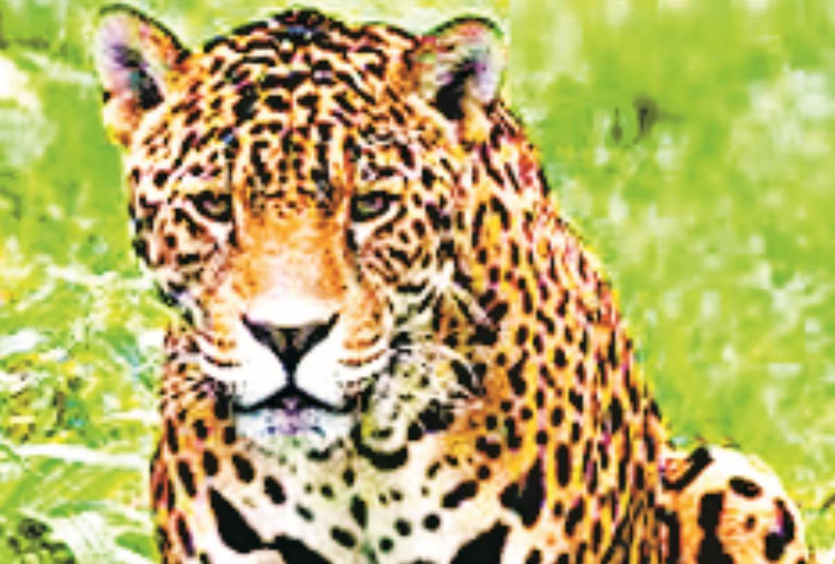 this is why leopards are coming in public places in uttar pradesh