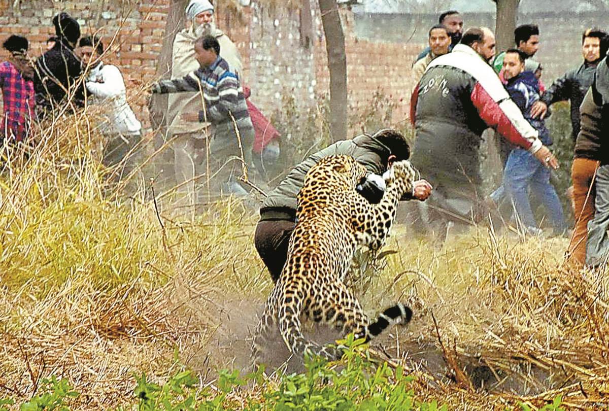 this is why leopards are coming in public places in uttar pradesh