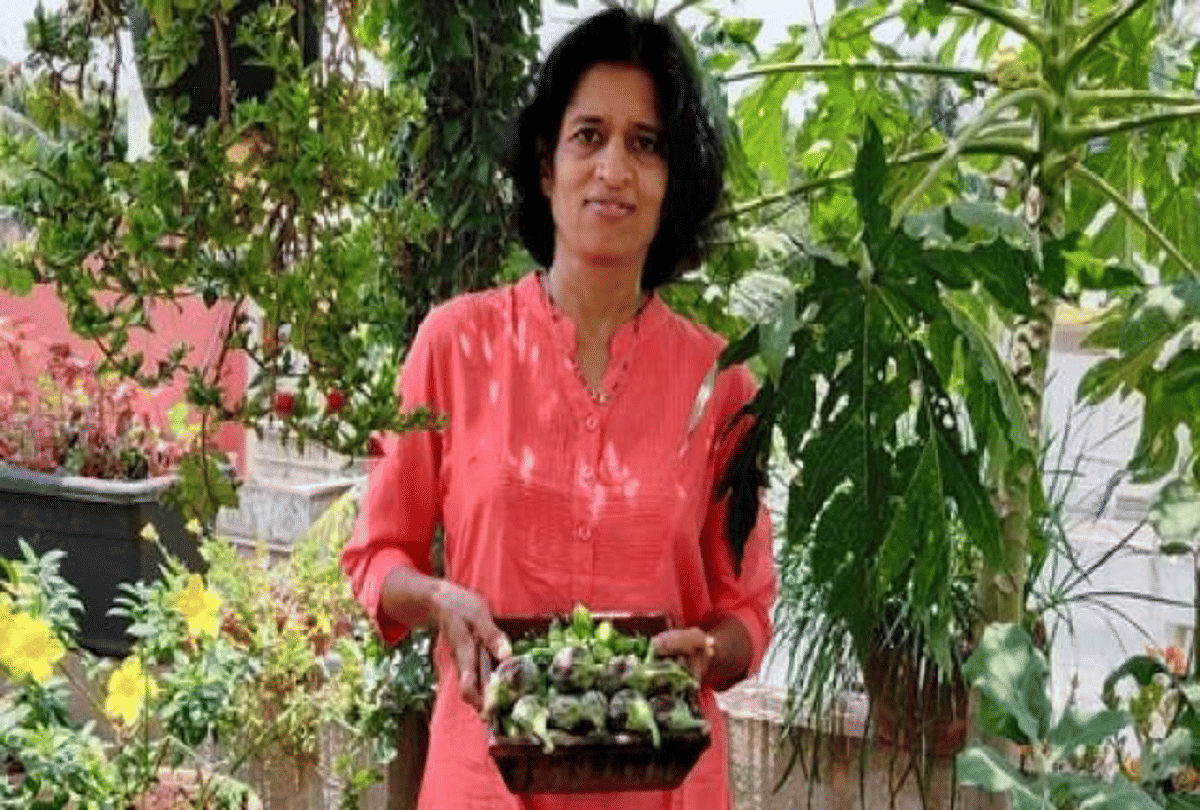soilless gardening pune woman grows fruits and vegetables on the roof without soil