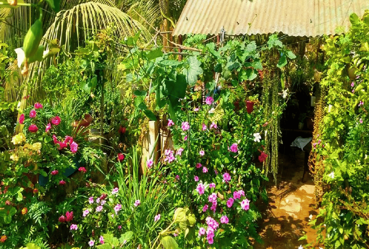 soilless gardening pune woman grows fruits and vegetables on the roof without soil