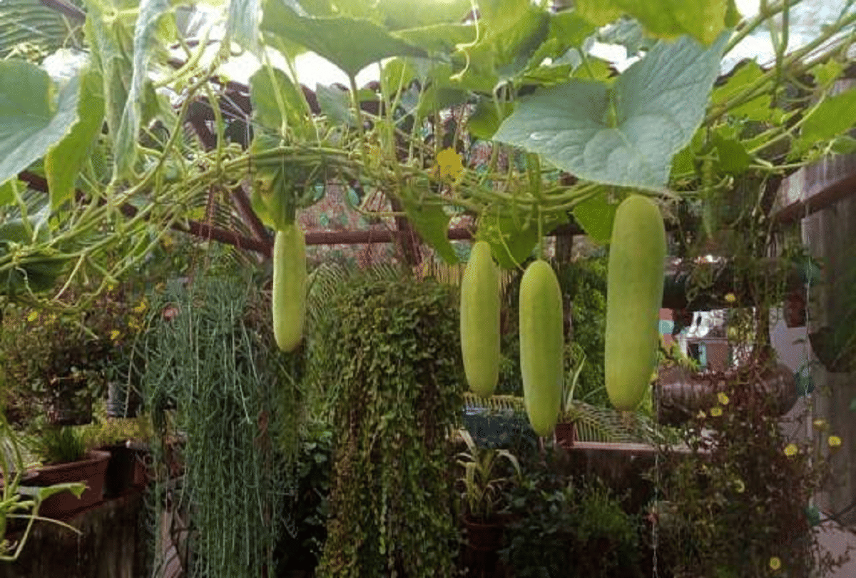 uae grow water melon and gourd in desert with the help nano clay method