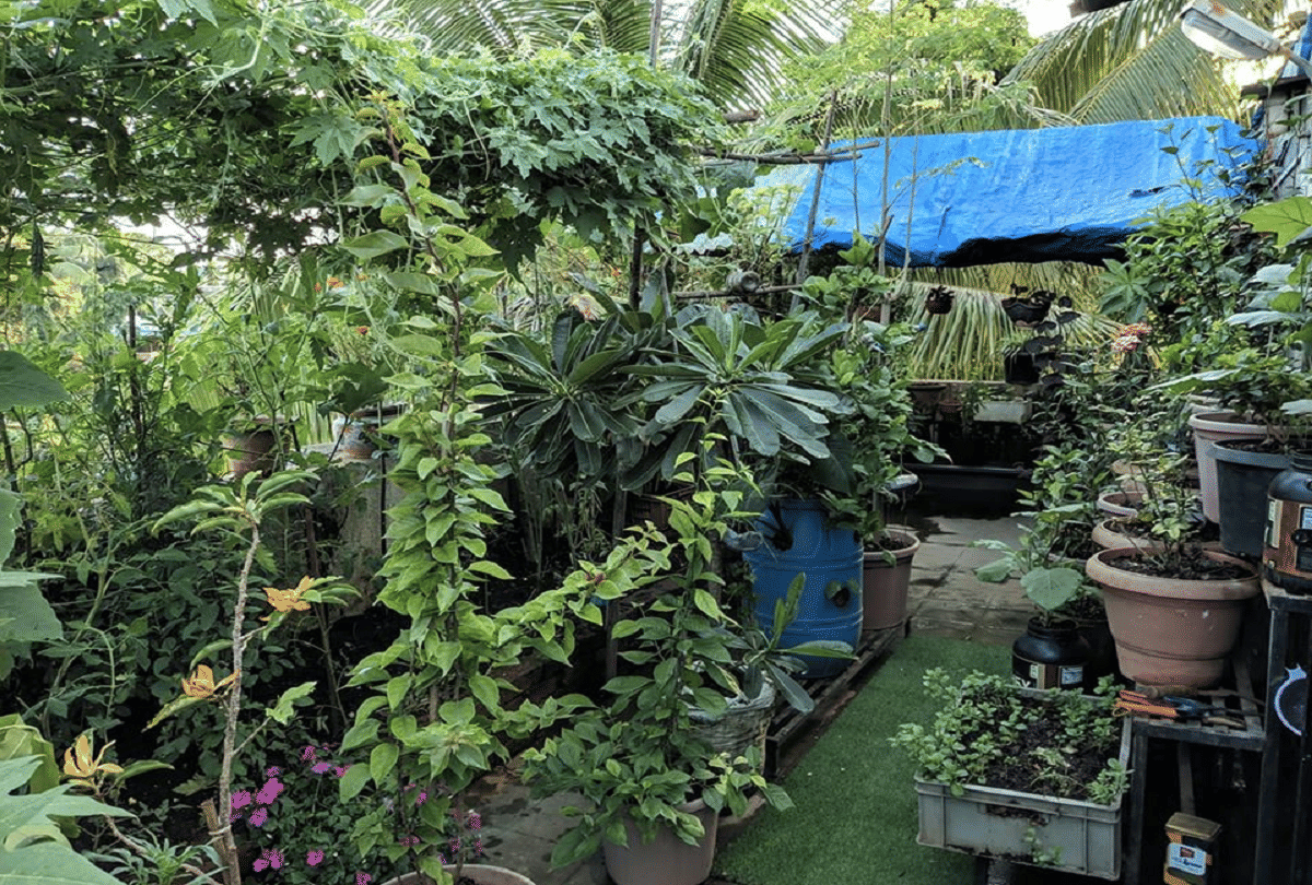 soilless gardening pune woman grows fruits and vegetables on the roof without soil