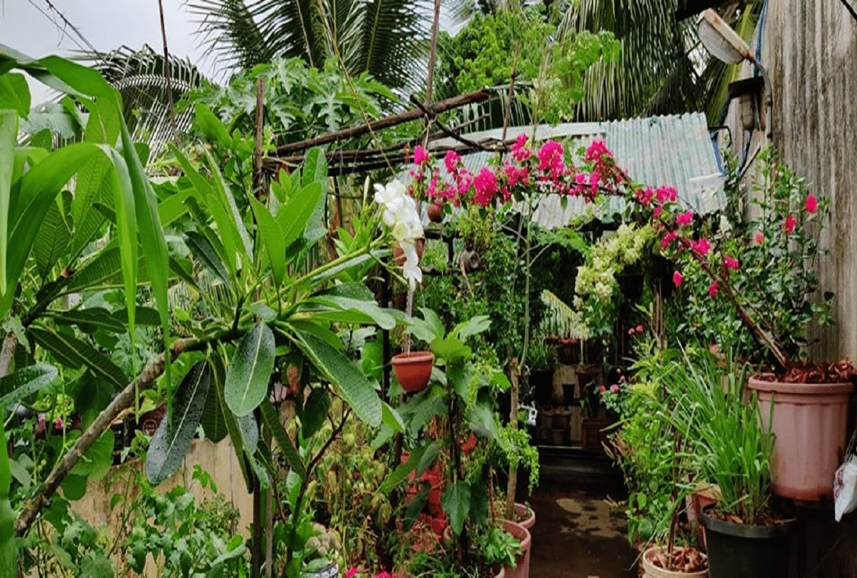 soilless gardening pune woman grows fruits and vegetables on the roof without soil