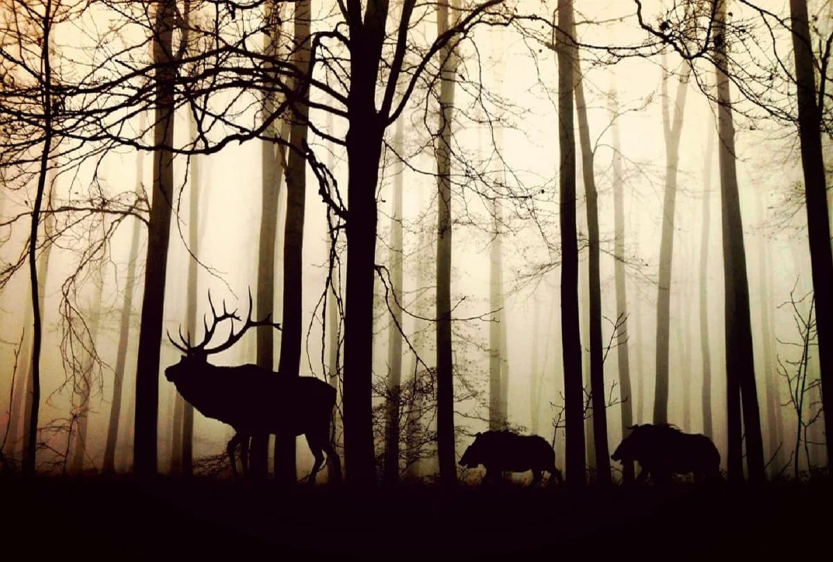 What is zoonotic diseases due to which 2 million people die every year